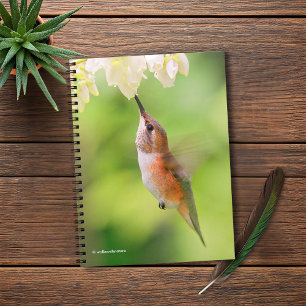Rufous Hummingbird Sips Blueberry Blommar Nectar Anteckningsbok