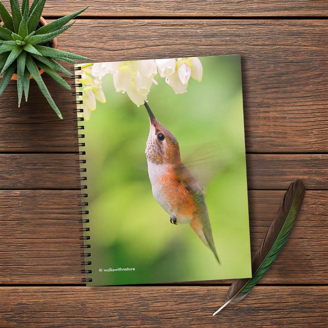 Rufous Hummingbird Sips Blueberry Blommar Nectar Anteckningsbok (Rufous Hummingbird Sips Blueberry Flower Nectar Journal Cover Photo)