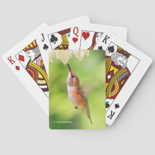 Rufous Hummingbird Sips Blueberry Blommar Nectar Casinokort