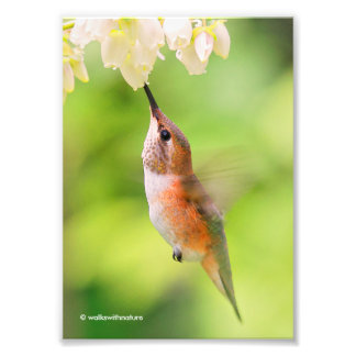 Rufous Hummingbird Sips Blueberry Blommar Nectar Fototryck