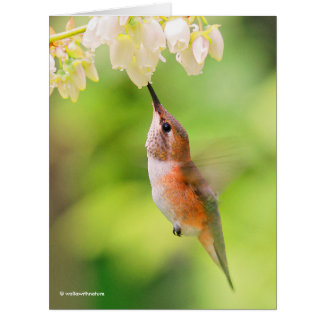 Rufous Hummingbird Sips Blueberry Blommar Nectar Jumbo Kort