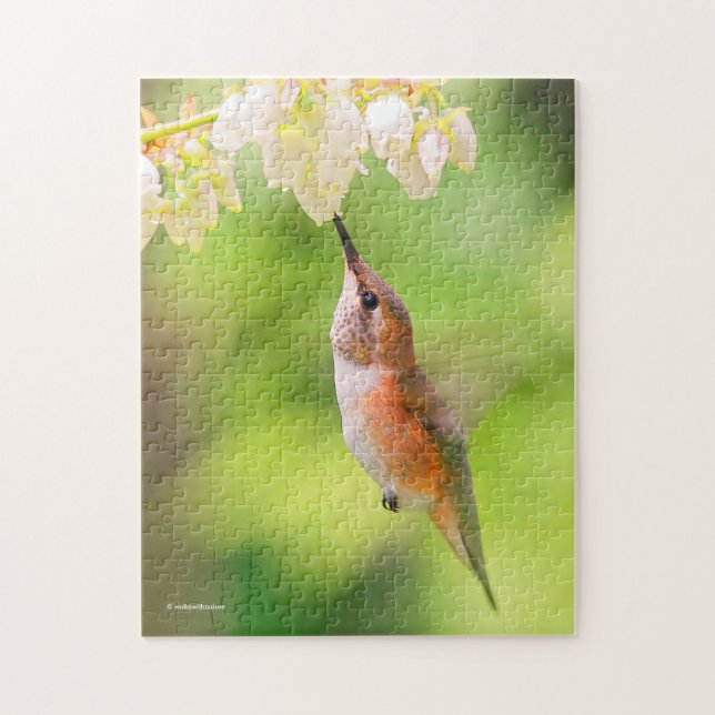 Rufous Hummingbird Sips Blueberry Blommar Nectar Pussel (Vertikal)