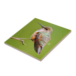 Rufous Hummingbird Sitta i Kalifornien Lilac Kakelplatta