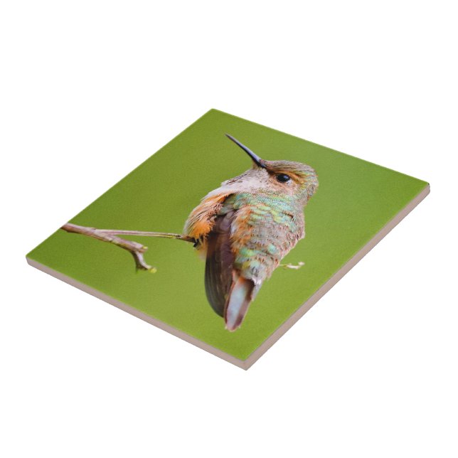 Rufous Hummingbird Sitta i Kalifornien Lilac Kakelplatta (Sidan)