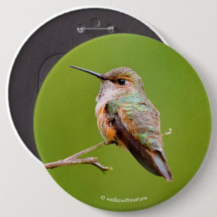 Rufous Hummingbird Sitta i Kalifornien Lilac Knapp