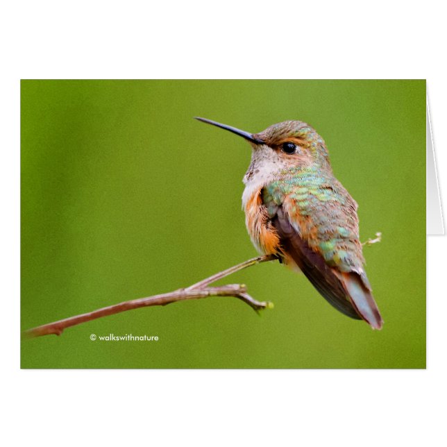 Rufous Hummingbird Sitta i Kalifornien Lilac OBS Kort (Framsidan Horizontal)