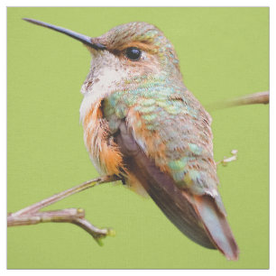 Rufous Hummingbird Sitta i Kalifornien Lilac Tyg