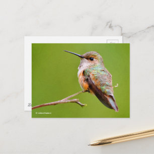 Rufous Hummingbird Sitta i Kalifornien Lilac Vykort