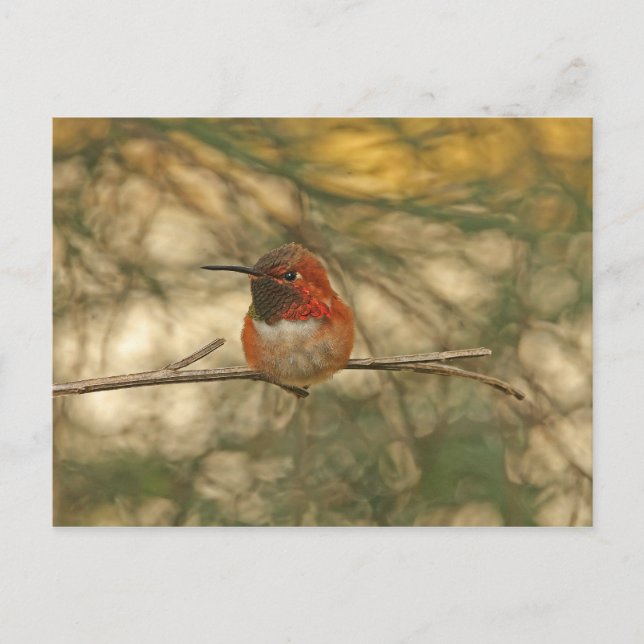 Rufous Hummingbird Sitta Vykort (Framsida)