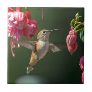 Rufous Hummingbird som matar på en Fuchsia Kakelplatta