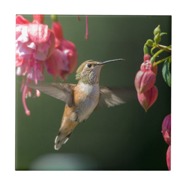 Rufous Hummingbird som matar på en Fuchsia Kakelplatta (Framsidan)
