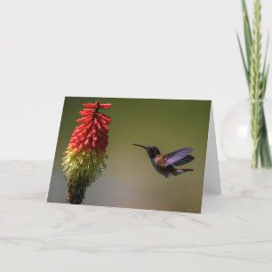 Rufous Hummingbird, tack. Tack Kort