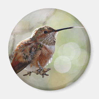 Rufous Hummingbird Tounge Magnet