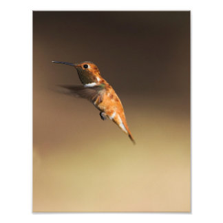 Rufous Hummingbird under flygning Fototryck