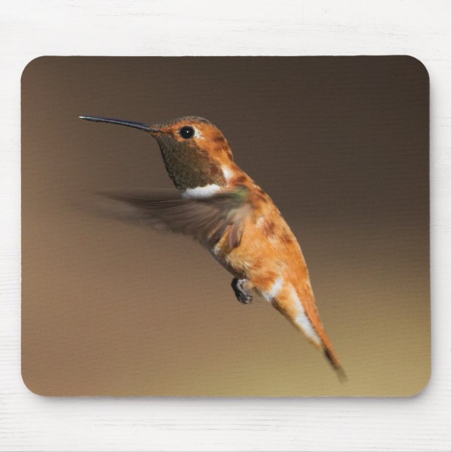 Rufous Hummingbird under flygning Musmatta (Framsidan)
