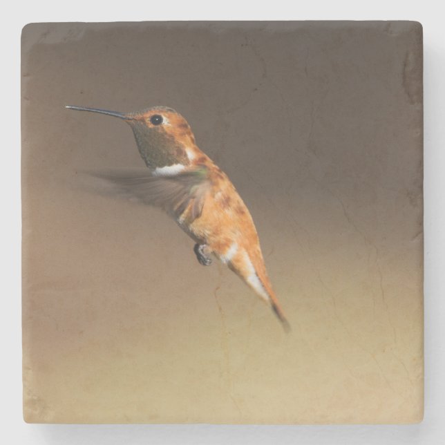 Rufous Hummingbird under flygning Stenunderlägg (Framsidan)