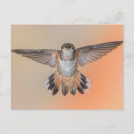 Rufous Hummingbird Vingar Wide Open Vykort
