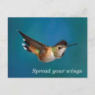Rufous Hummingbird Vykort