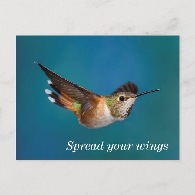 Rufous Hummingbird Vykort (Framsida)