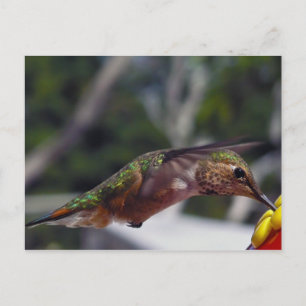 Rufous Hummingbird - vykort