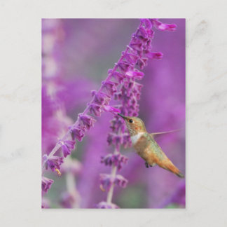 Rufous Hummingbird Vykort