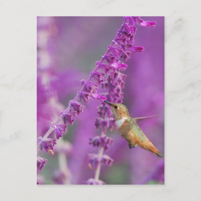 Rufous Hummingbird Vykort (Framsida)