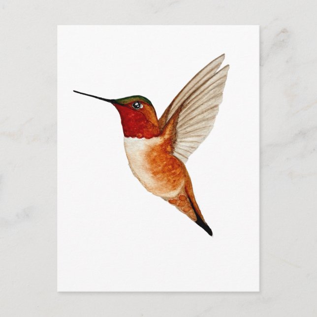 Rufous Hummingbird Vykort (Framsida)