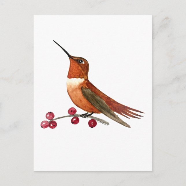 Rufous Hummingbird Vykort (Framsida)