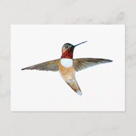 Rufous Hummingbird Vykort