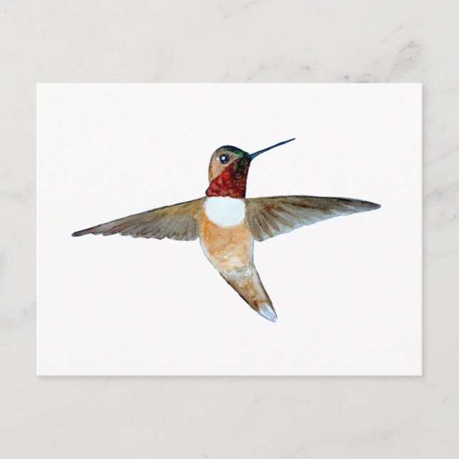 Rufous Hummingbird Vykort (Framsida)