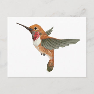 Rufous Hummingbird Vykort