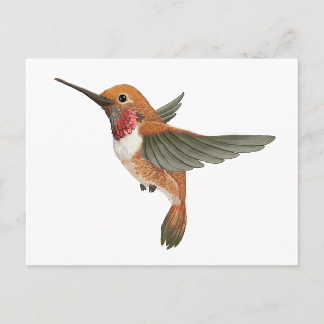 Rufous Hummingbird Vykort (Framsida)