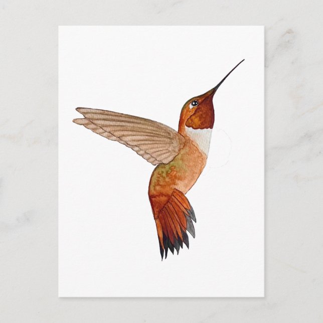 Rufous Hummingbird Vykort (Framsida)