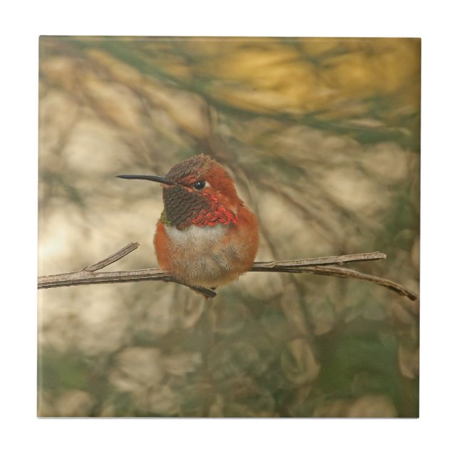 Rufous Hummingbirdsitta Kakelplatta (Framsidan)