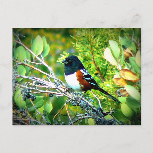 Rufous sidTowheeSparrow Vykort (Framsida)