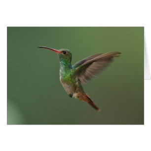 Rufous-tailed Hummingbird Hälsningskort