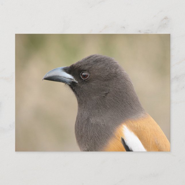 Rufous Treepie Vykort (Framsida)