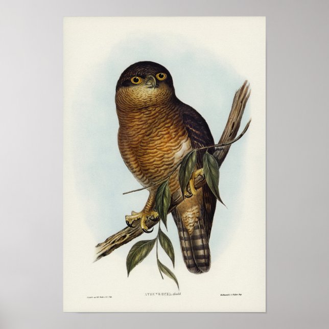 Rufous Uggla av Elizabeth Gould Poster (Framsidan)