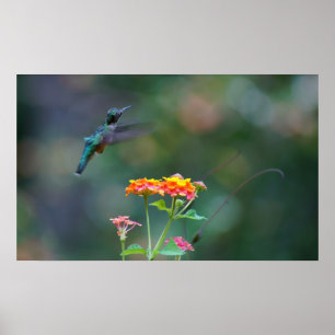 Rufsad Hummer Poster