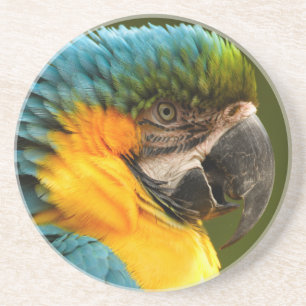 rufsad macaw underlägg sandsten