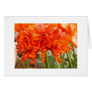 Rufsad ranunculus hälsningskort