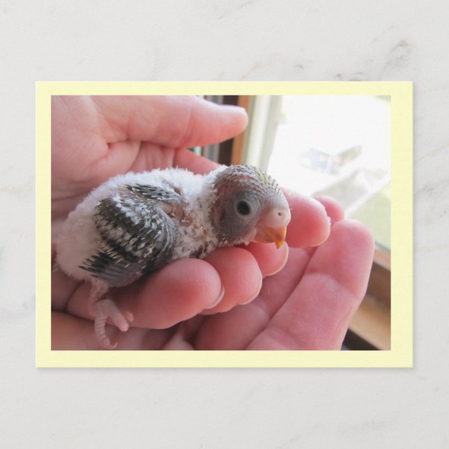 Rufus vid 16 dagars ålder vykort (Framsida)