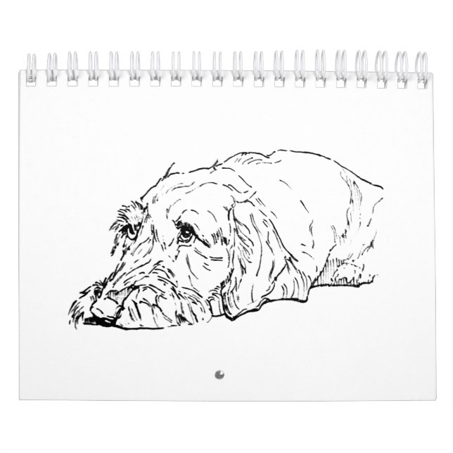Ruhårig Dachshund 2027 Kalender (Omslag)