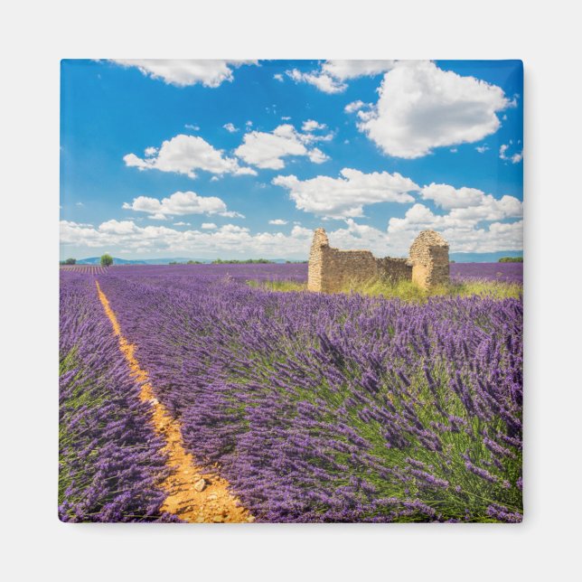 Ruin i Lavender Fält, Frankrike Magnet (Framsidan)