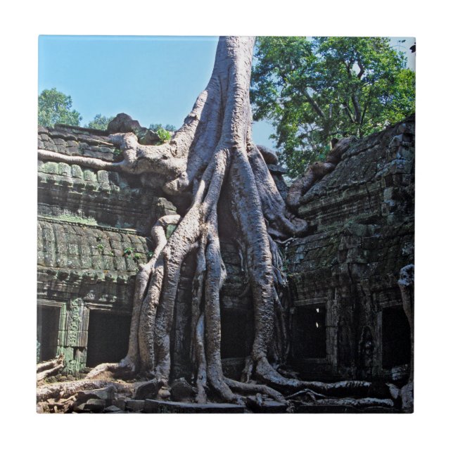 Ruin of Ta Prohm - Angkor Wat, Kambodja, Asien Kakelplatta (Framsidan)