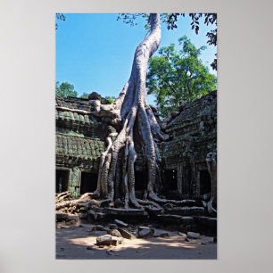 Ruin of Ta Prohm - Angkor Wat, Kambodja, Asien Poster
