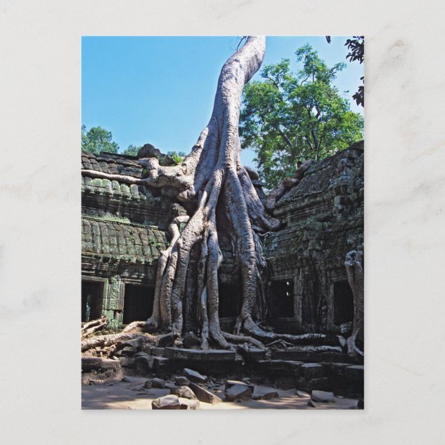 Ruin of Ta Prohm - Angkor Wat, Kambodja, Asien Vykort (Framsida)