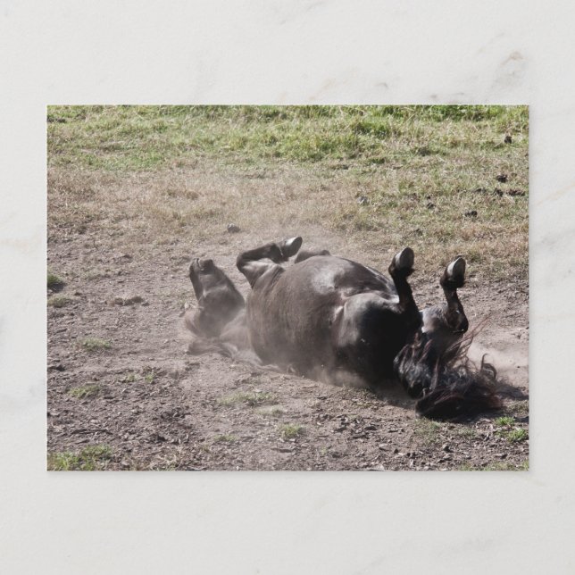 Rullande häst vykort (Framsida)