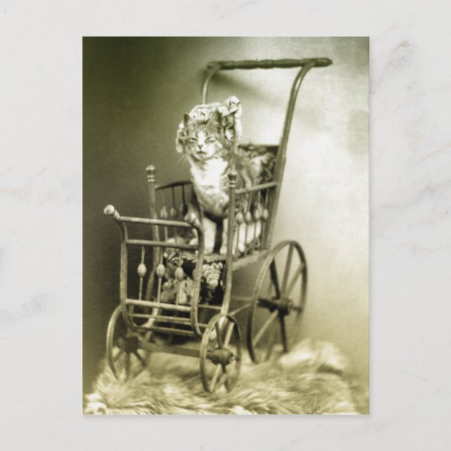 rullande med kattunge vykort (Framsida)