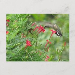 Rullerhals i Cypress Vine Postcard Vykort
